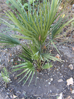 [Foto de planta, jardin, jardineria]