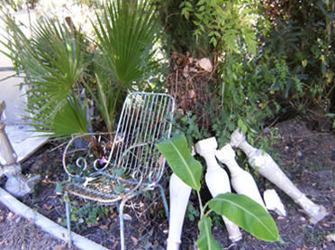 [Foto de planta, jardin, jardineria]