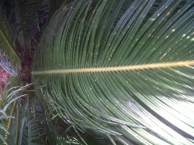 [Foto de planta, jardin, jardineria]