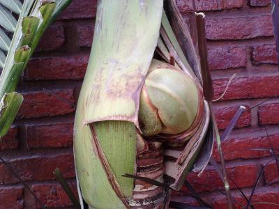 [Foto de planta, jardin, jardineria]