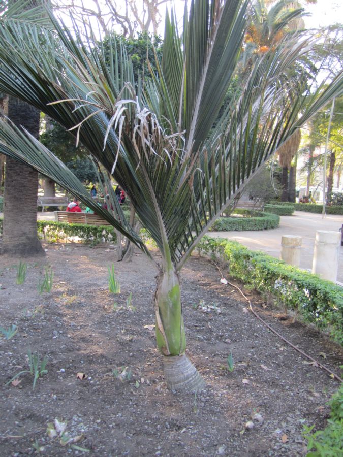 [Foto de planta, jardin, jardineria]