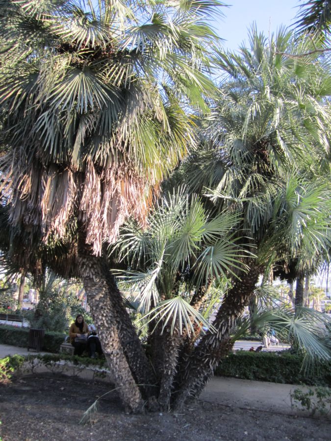 [Foto de planta, jardin, jardineria]