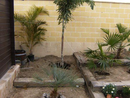 [Foto de planta, jardin, jardineria]