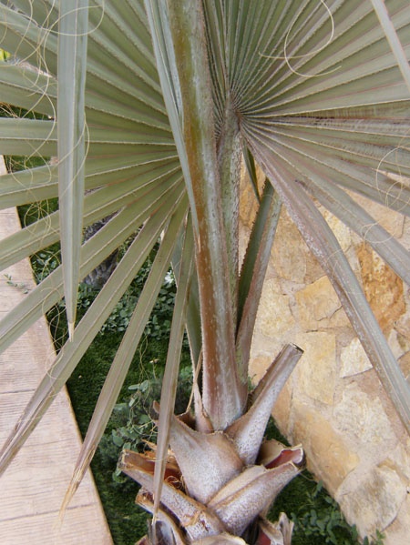 [Foto de planta, jardin, jardineria]