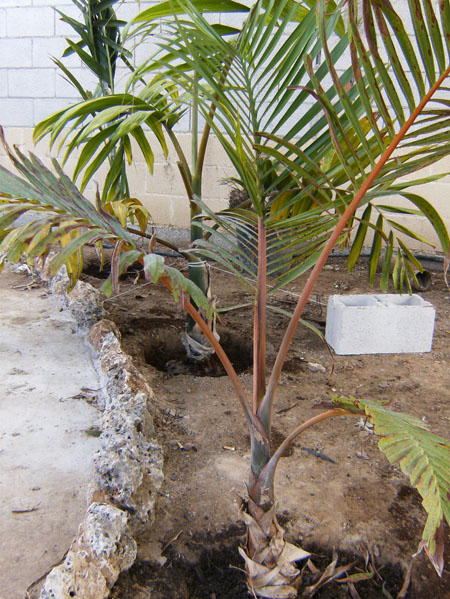 [Foto de planta, jardin, jardineria]