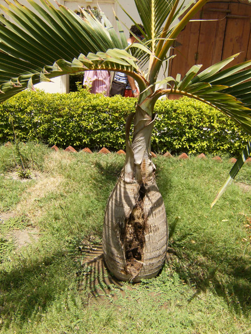 [Foto de planta, jardin, jardineria]