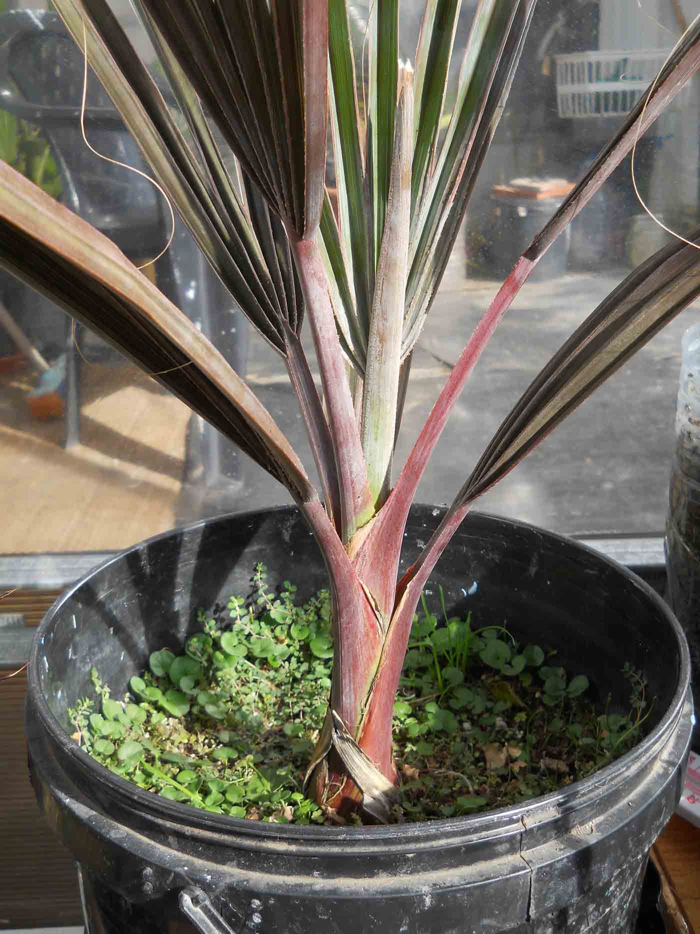 [Foto de planta, jardin, jardineria]