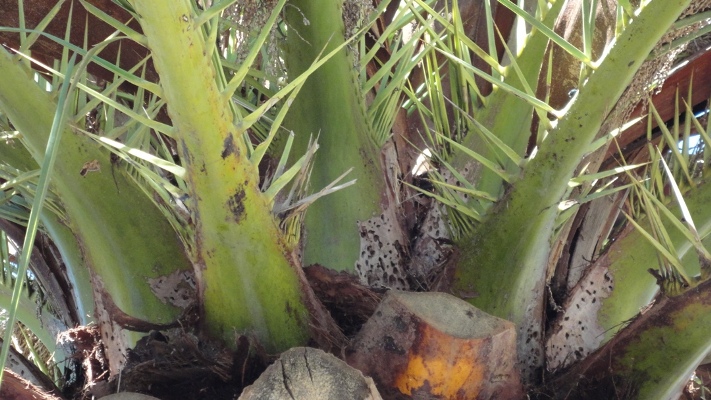 [Foto de planta, jardin, jardineria]