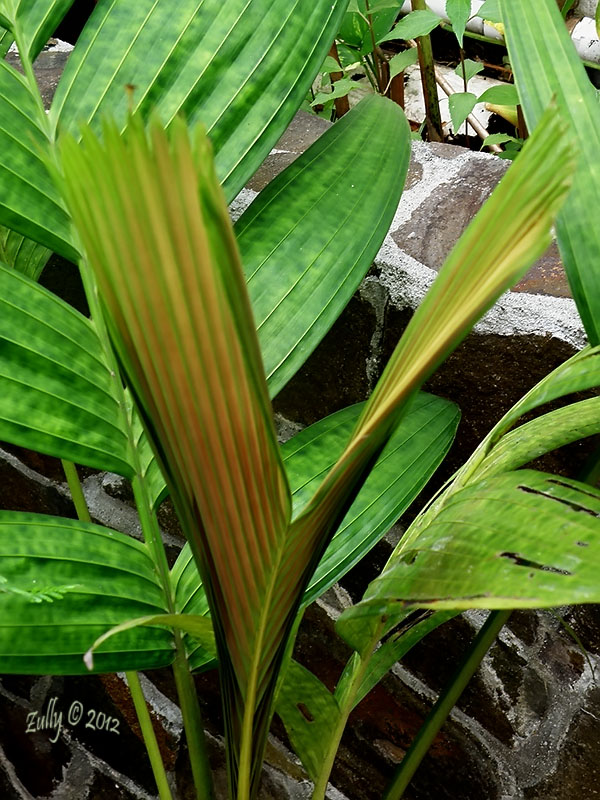 [Foto de planta, jardin, jardineria]