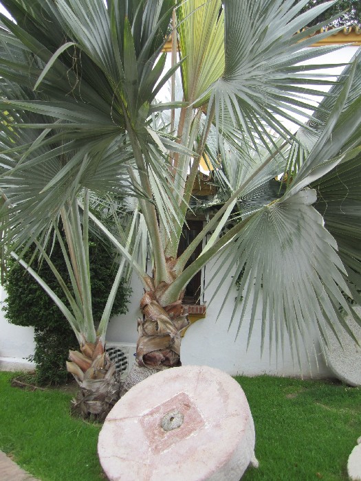 [Foto de planta, jardin, jardineria]