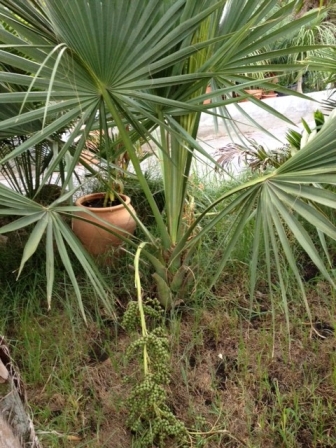 [Foto de planta, jardin, jardineria]