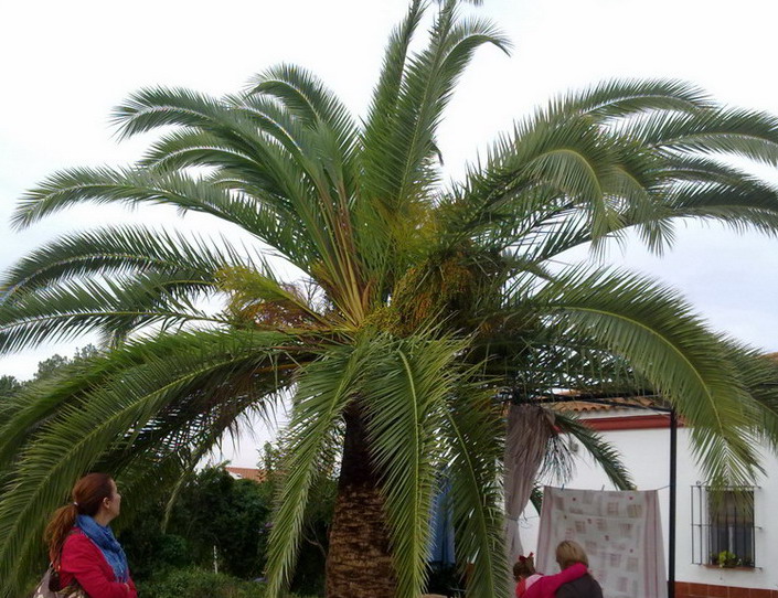 [Foto de planta, jardin, jardineria]