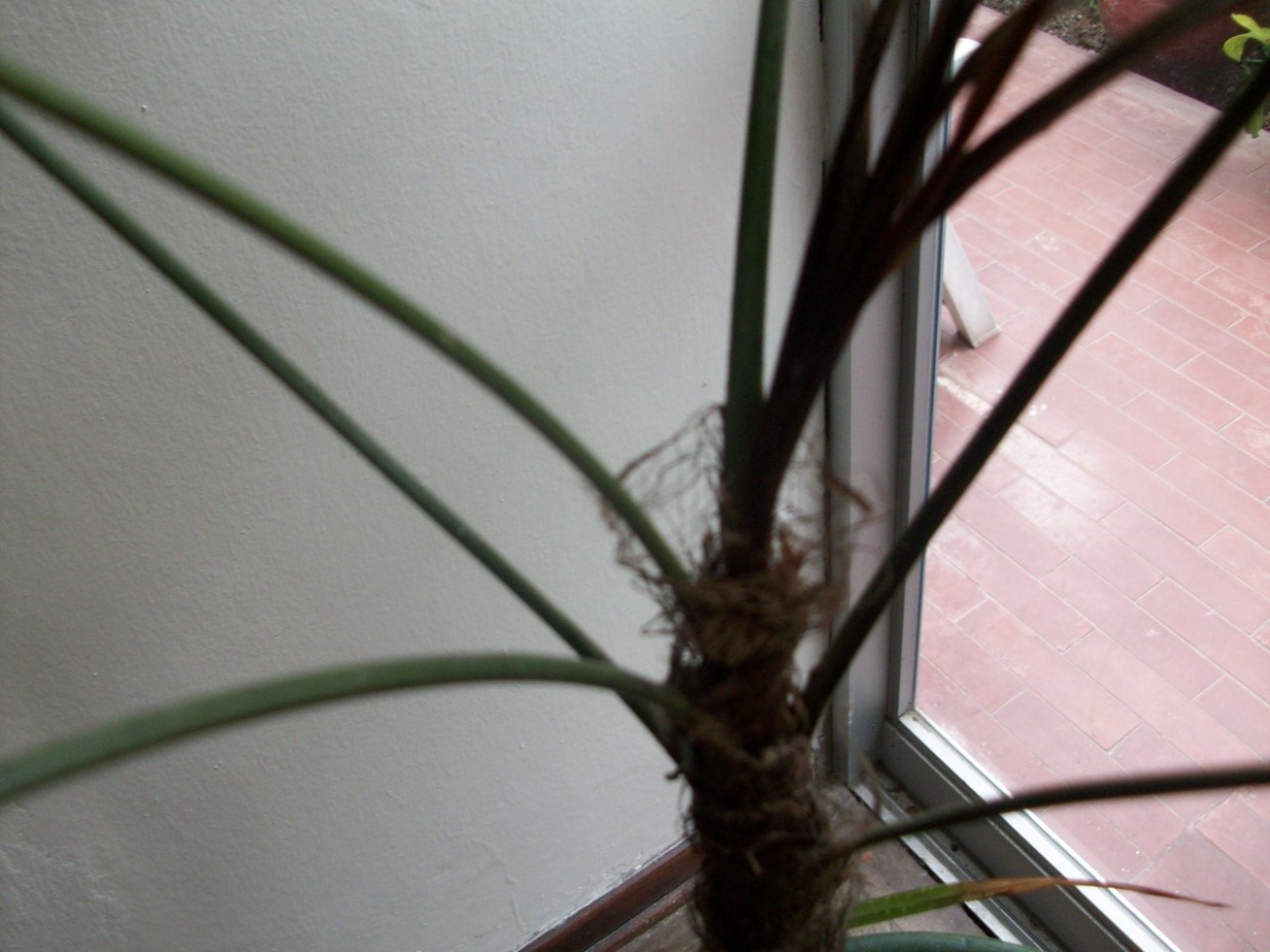 [Foto de planta, jardin, jardineria]