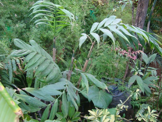 [Foto de planta, jardin, jardineria]