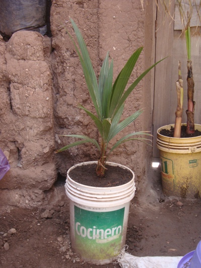 [Foto de planta, jardin, jardineria]