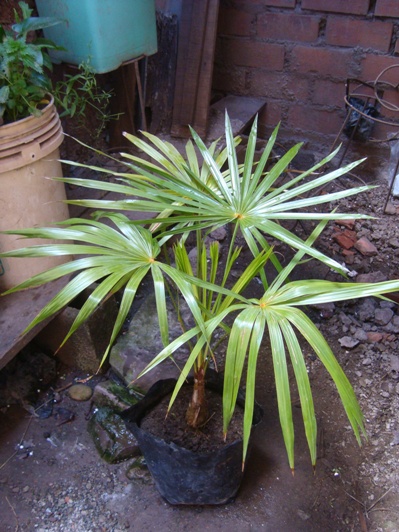 [Foto de planta, jardin, jardineria]