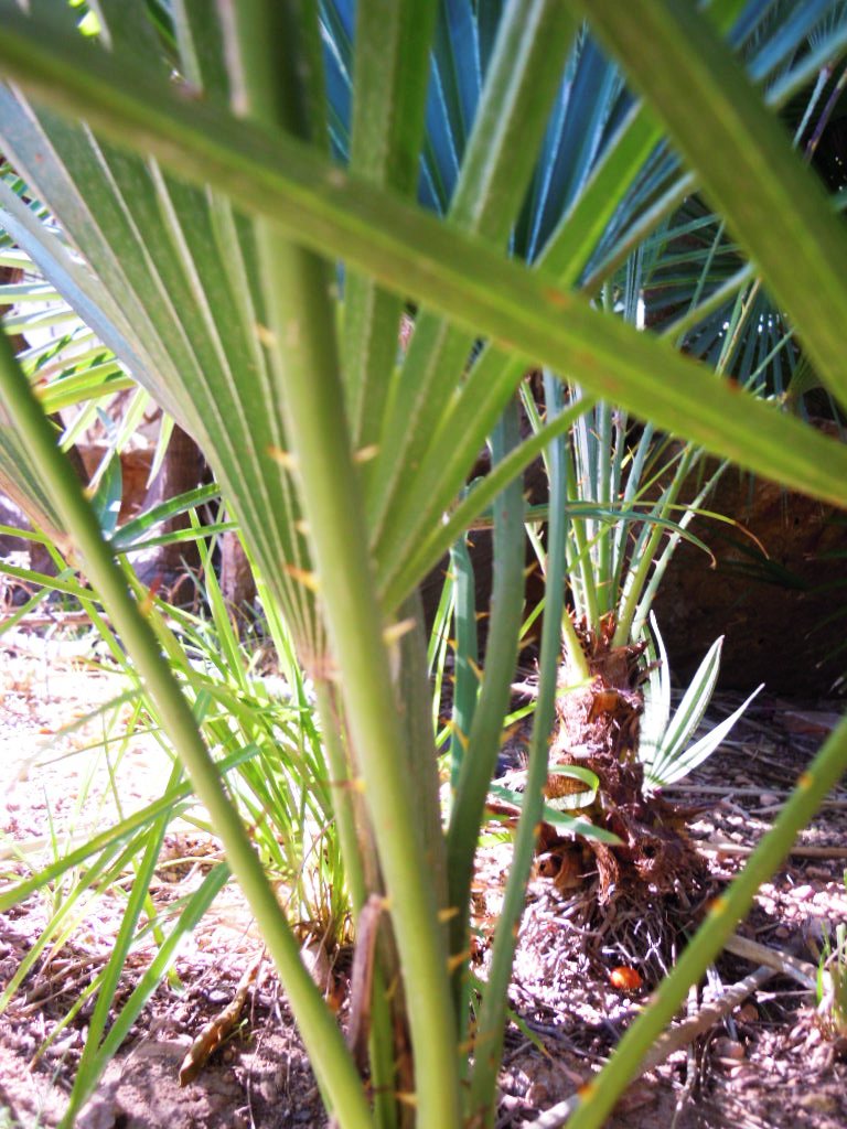 [Foto de planta, jardin, jardineria]