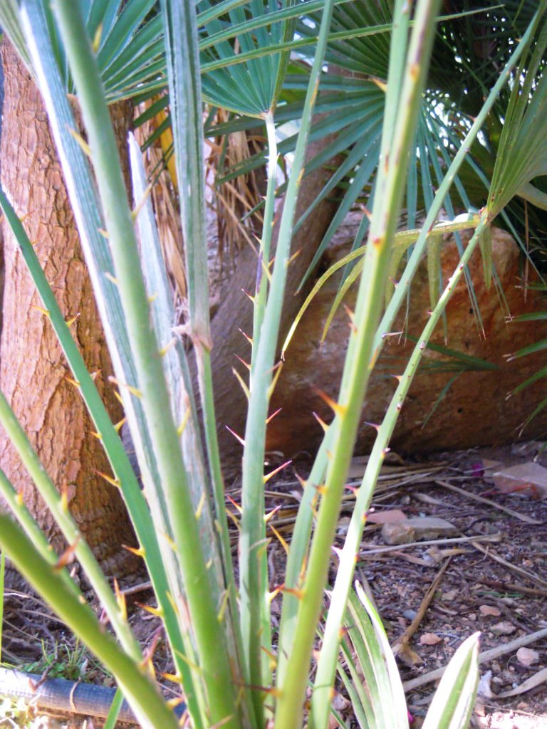 [Foto de planta, jardin, jardineria]