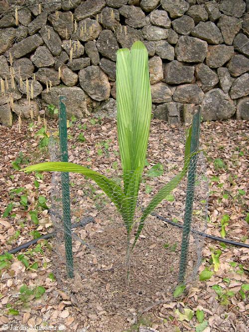 [Foto de planta, jardin, jardineria]