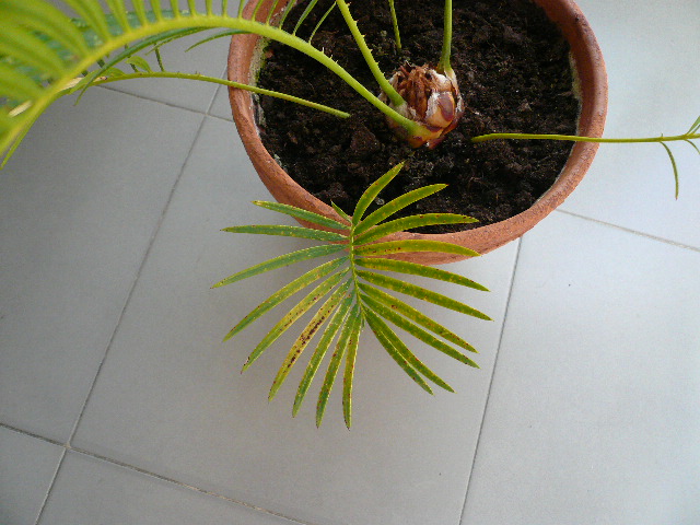 [Foto de planta, jardin, jardineria]