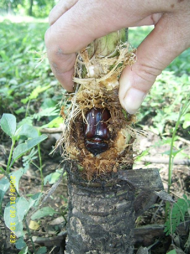 [Foto de planta, jardin, jardineria]