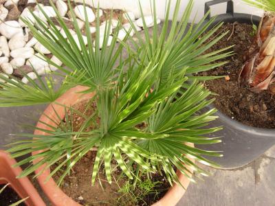 [Foto de planta, jardin, jardineria]