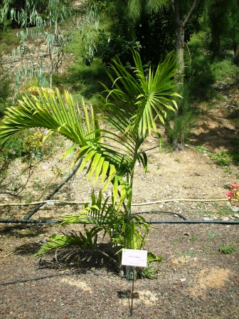 [Foto de planta, jardin, jardineria]