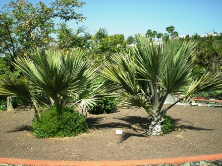 [Foto de planta, jardin, jardineria]