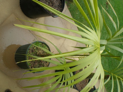 [Foto de planta, jardin, jardineria]