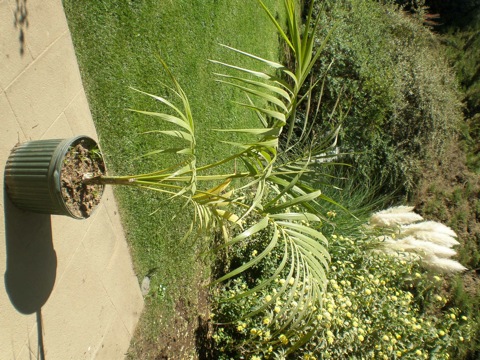 [Foto de planta, jardin, jardineria]