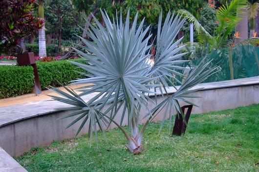 [Foto de planta, jardin, jardineria]