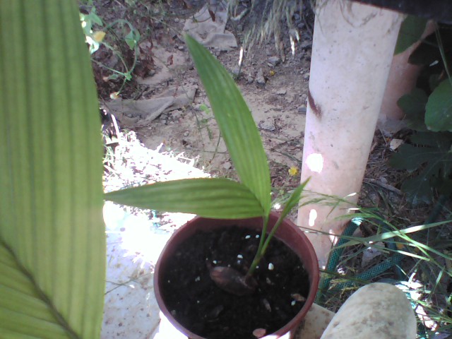 [Foto de planta, jardin, jardineria]