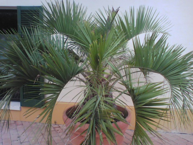 [Foto de planta, jardin, jardineria]