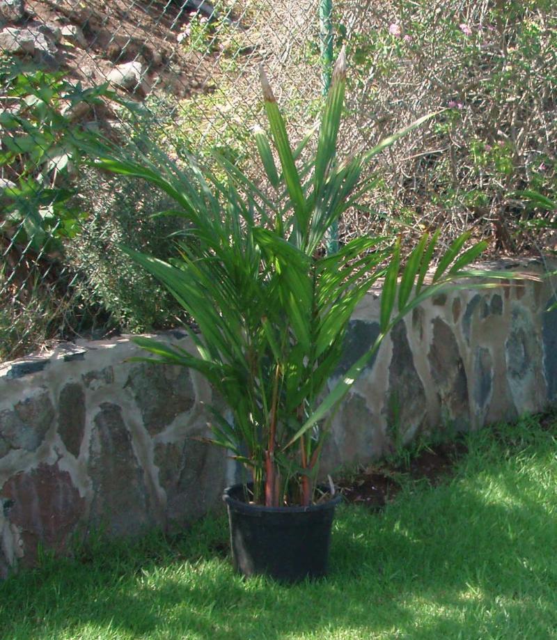 [Foto de planta, jardin, jardineria]