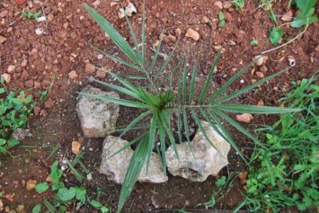 [Foto de planta, jardin, jardineria]