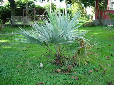[Foto de planta, jardin, jardineria]