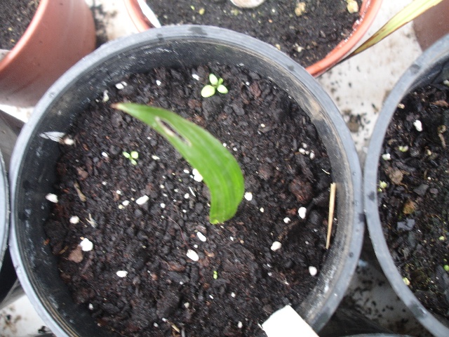[Foto de planta, jardin, jardineria]