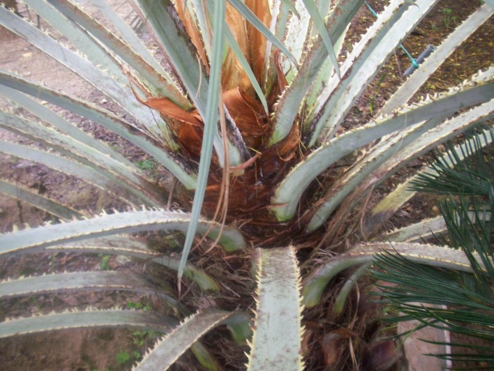 [Foto de planta, jardin, jardineria]