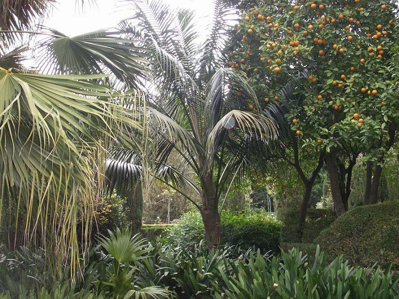 [Foto de planta, jardin, jardineria]
