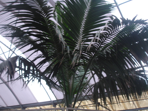 [Foto de planta, jardin, jardineria]