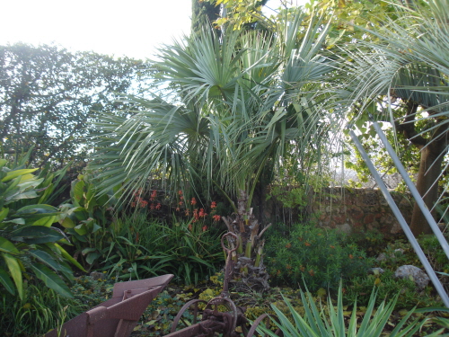 [Foto de planta, jardin, jardineria]