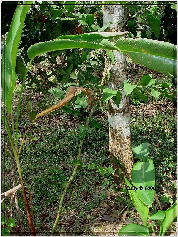 [Foto de planta, jardin, jardineria]