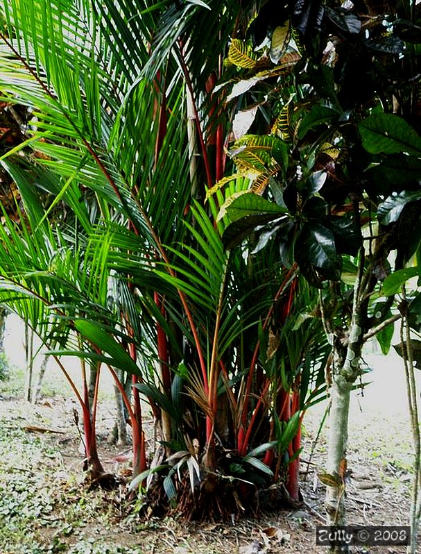 [Foto de planta, jardin, jardineria]