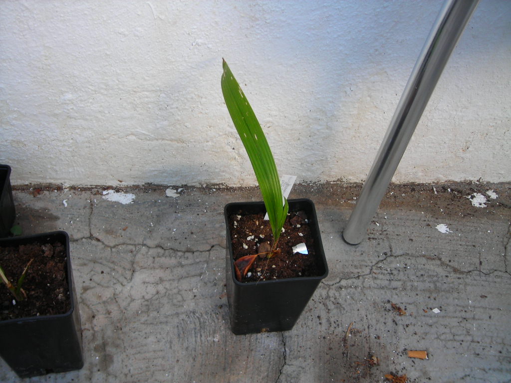 [Foto de planta, jardin, jardineria]