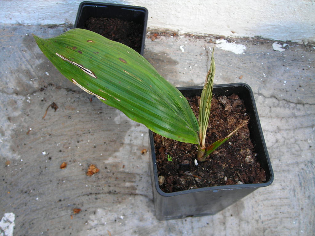 [Foto de planta, jardin, jardineria]