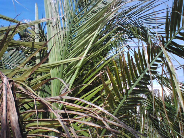 [Foto de planta, jardin, jardineria]