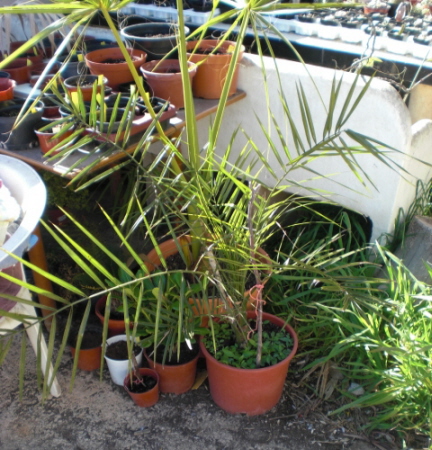 [Foto de planta, jardin, jardineria]