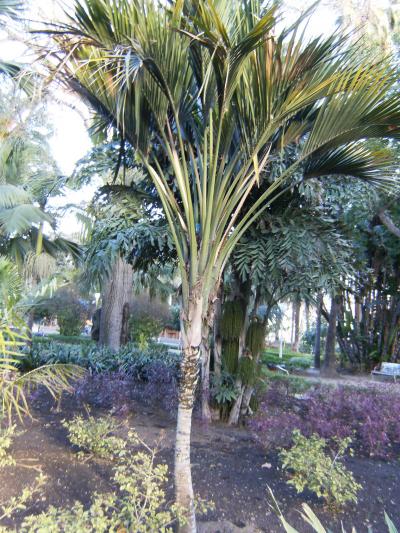 [Foto de planta, jardin, jardineria]