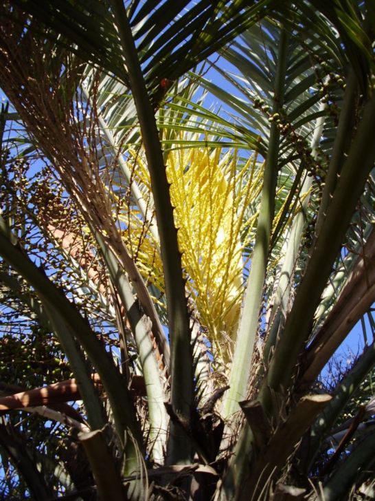 [Foto de planta, jardin, jardineria]