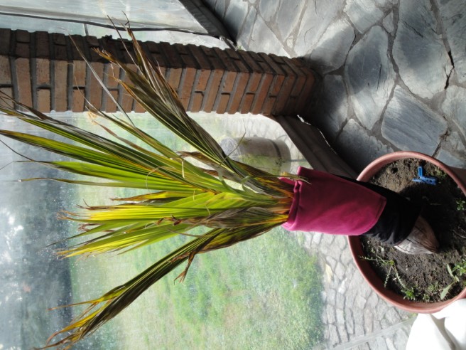 [Foto de planta, jardin, jardineria]